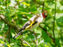 Goldfinch - Szczygieł